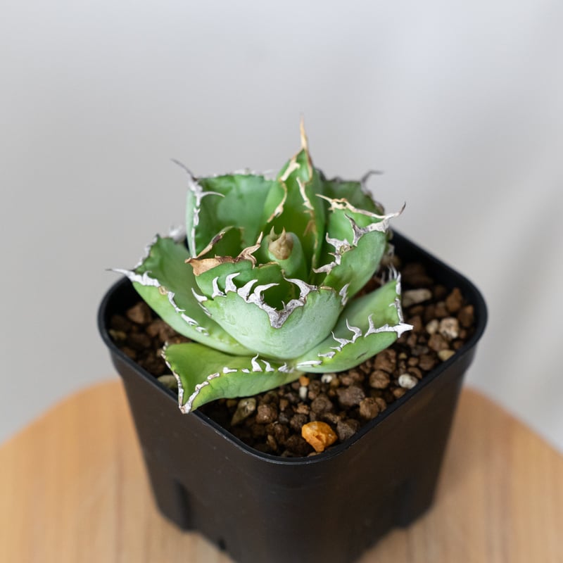 アガベ チタノタ フィリグリー OC株 agave titanota filigree 多肉植