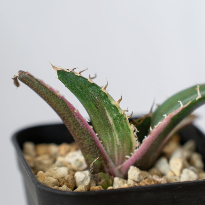 アガベ チタノタ 白鯨 白鯨錦 白覆輪 TC株 Agave titanota White Wh