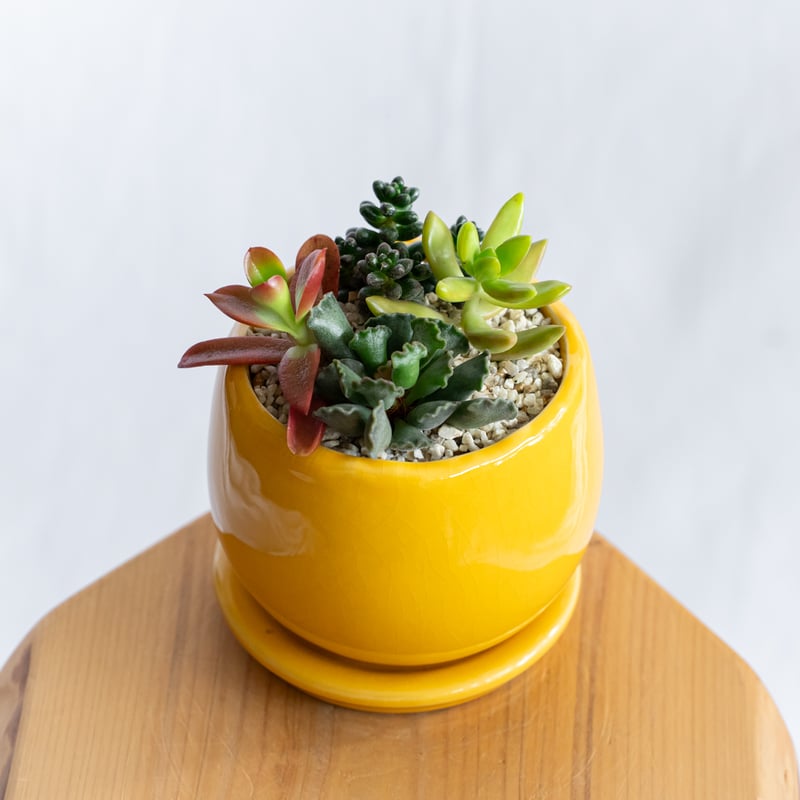 多肉植物 寄せ植え 鉢セット インテリア 多肉植物 観葉植物 珍奇植物