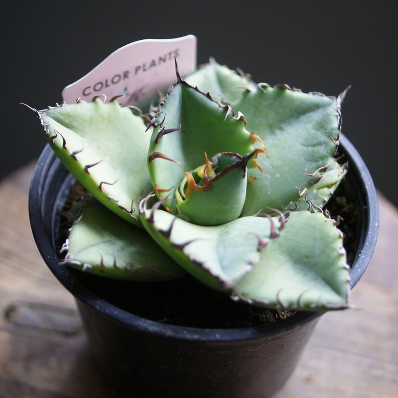 on-lineshop限定販売【レア一点モノ現品】アガベ・チタノタ3.5号国産