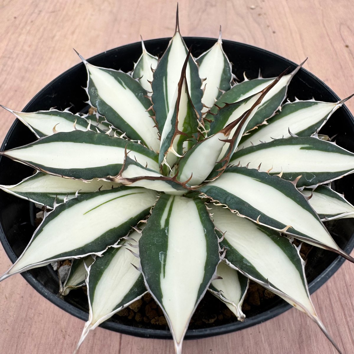 アガベ ホリダ錦 白中斑 Agave horrida varieg. | HOIKAWA CA