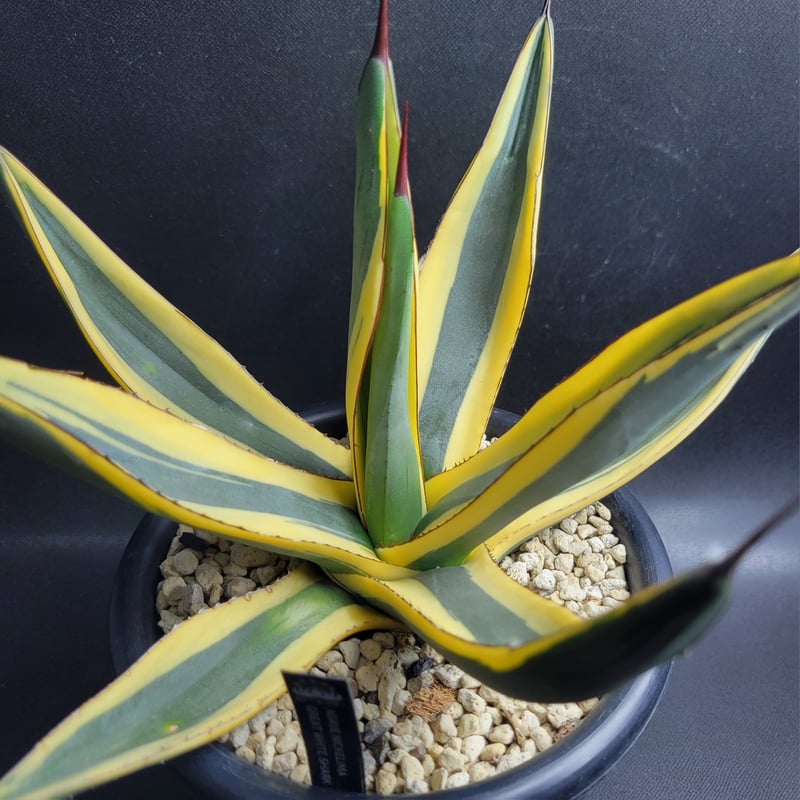 AGAVE NICKELIMA GREAT WHITE SHARK | カトーエンゲー東京