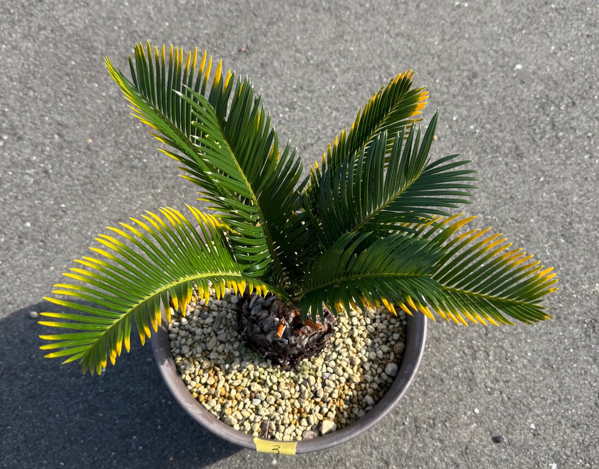 金環蘇鉄 キンカンソテツ | S ONE PLANTS