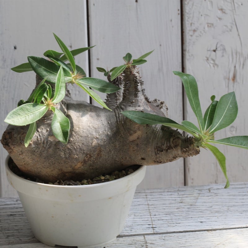 パキポディウム マカイエンセ 現地球 | botanical.shop