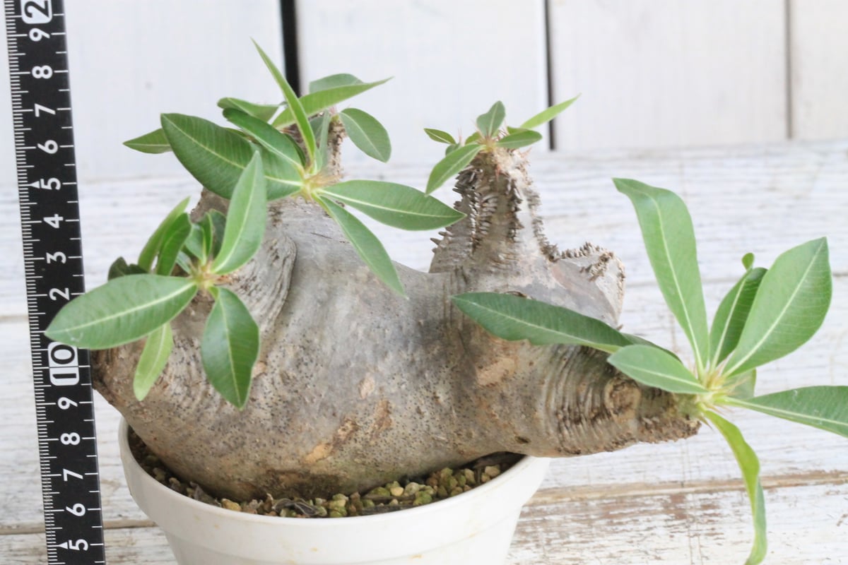 パキポディウム マカイエンセ 現地球 | botanical.shop