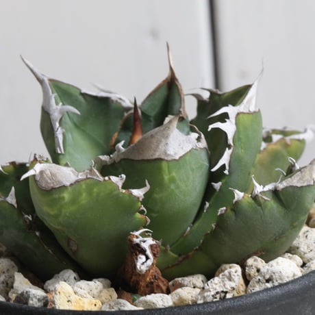 アガベホワイトファイヤー | STORES