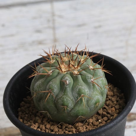 コピアポアコルムナアルバ | STORES