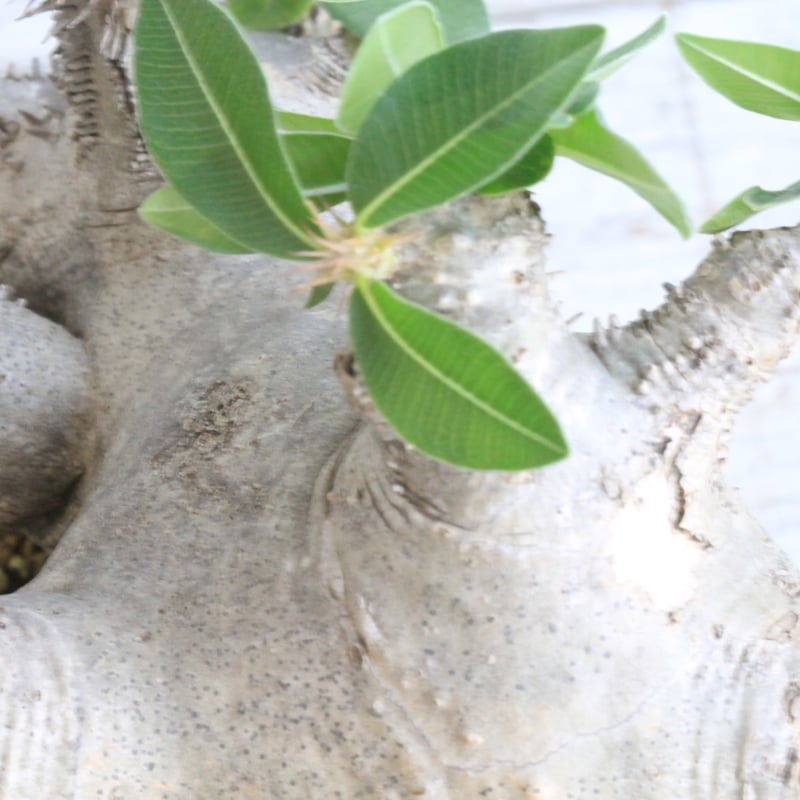 パキポディウム マカイエンセ 現地球 | botanical.shop