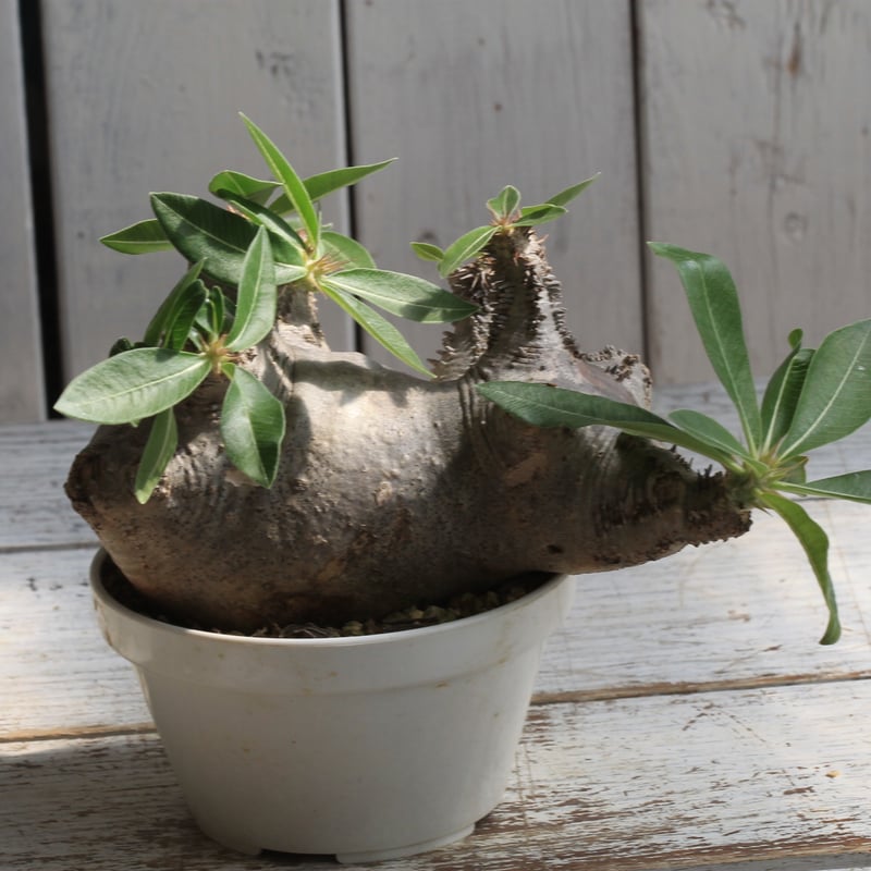 パキポディウム マカイエンセ 現地球 | botanical.shop