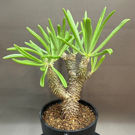 グラキリ 良型 現地球 サンデルシー種子10粒プレゼント グラキリ 良型