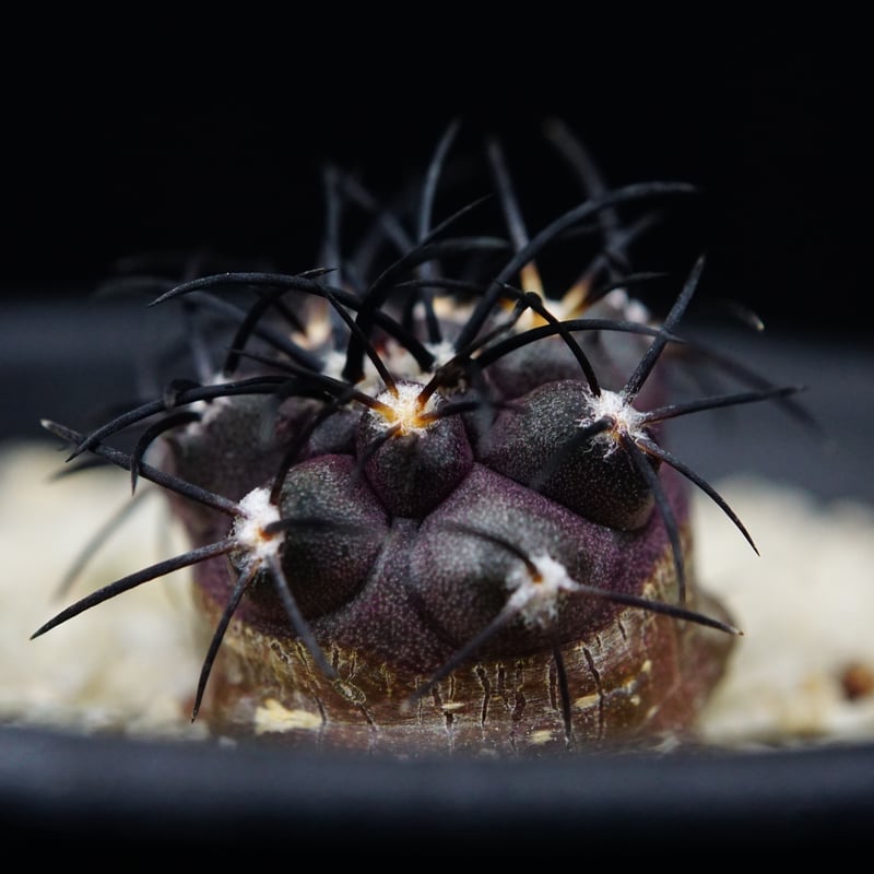 コピアポア グリセオビオラセア 栗星玉 Copiapoa griseoviolacea | C