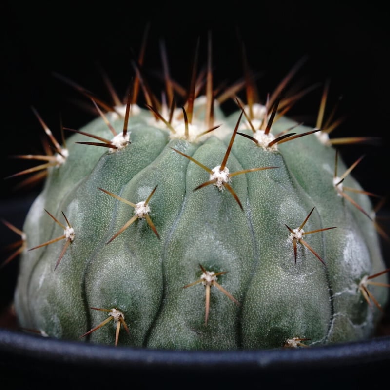 コピアポア シネレア コルムナアルバ 孤竜丸 Copiapoa cinerea var. co
