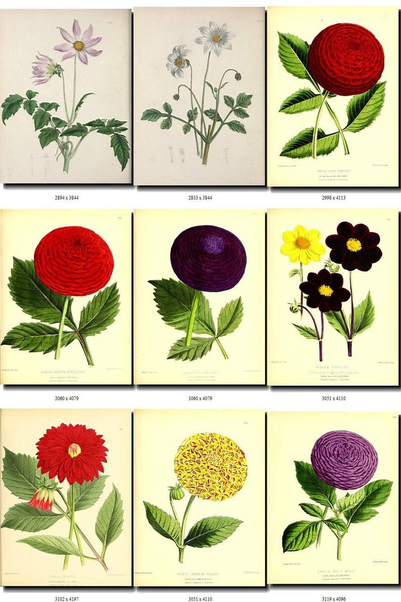 花 絵画コレクション ダリア1 | Vintage design Lab