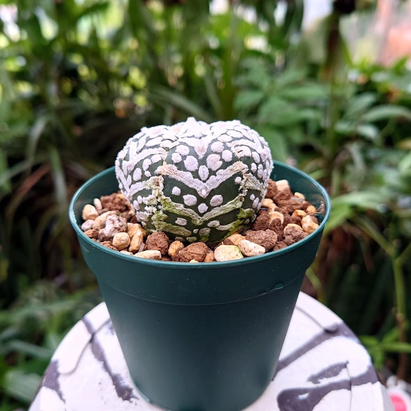 アストロフィツム スーパー兜 Vタイプ 3 Astrophytum asterias cv '