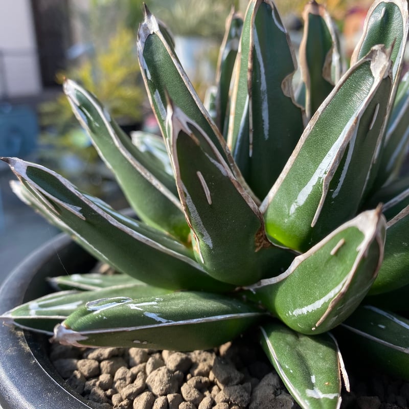 アガベ・ビクトリアレギネ【姫笹の雪】 | GABA
