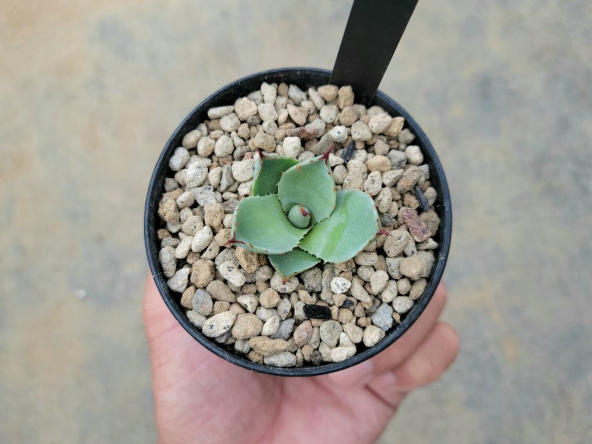 アガベ パリー トランカータ ハンティントン | カトーエンゲー