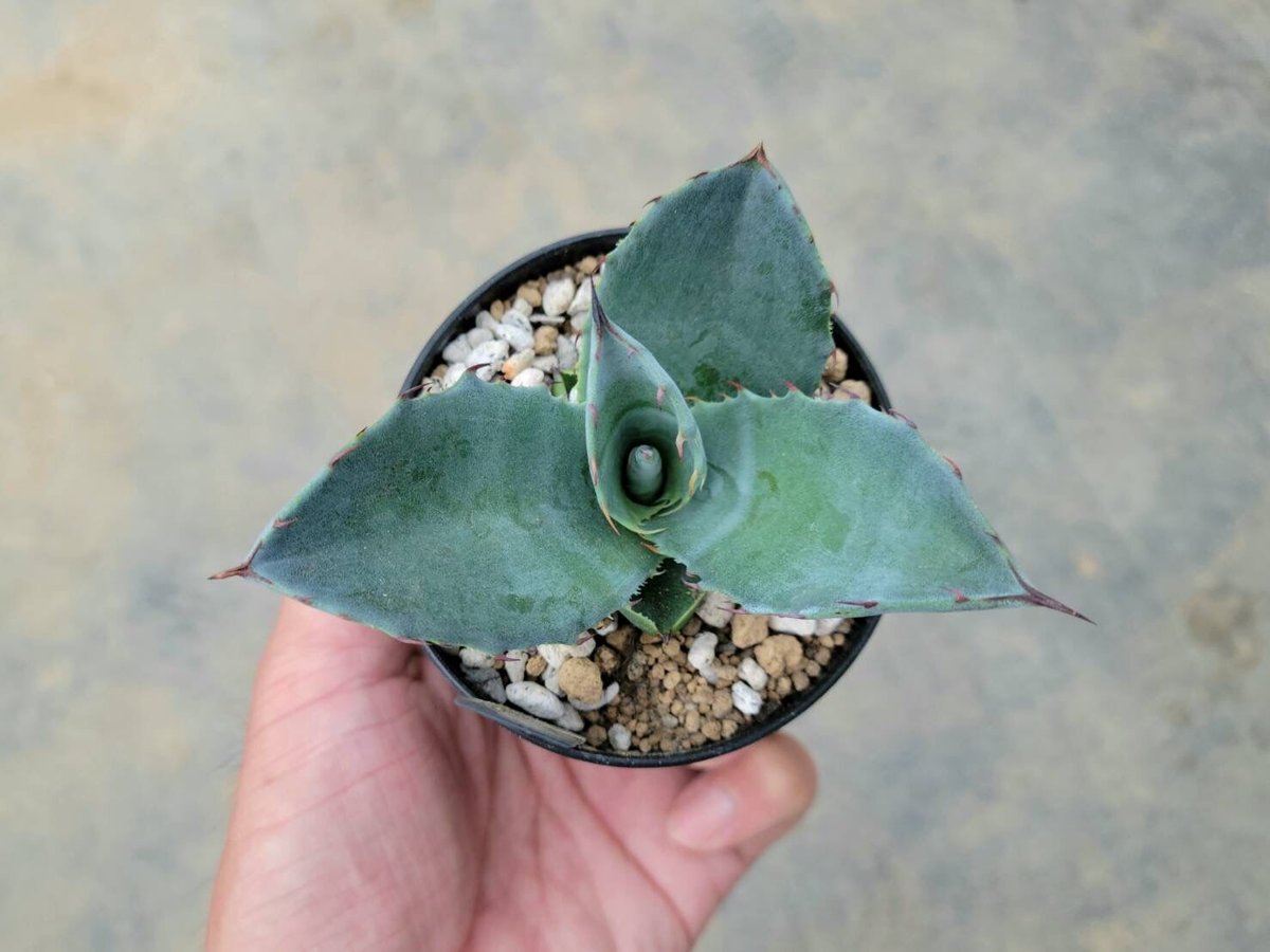 アガベ アトロビレンス ミラビリス | カトーエンゲー