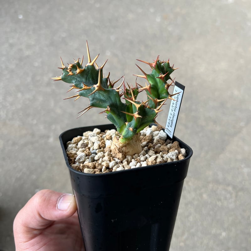 ユーフォルビア クラビゲラ1 | STELLA.PLANTS