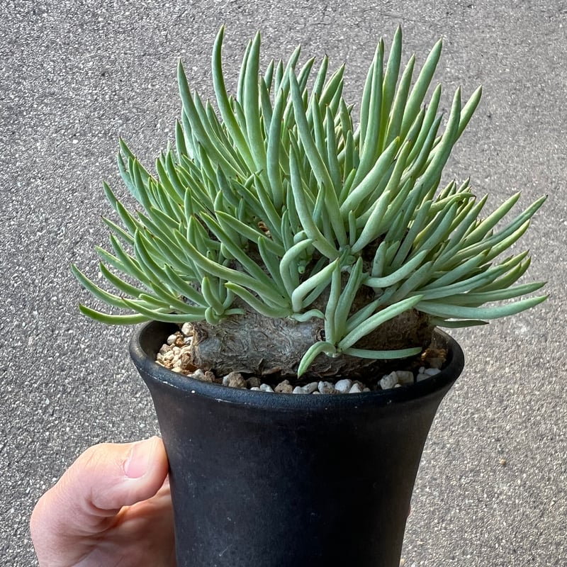 チレコドン ペアルソニー3.5-4 | STELLA.PLANTS