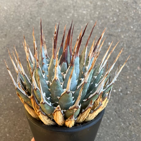 アガベユタエンシスネバデンシス | STORES