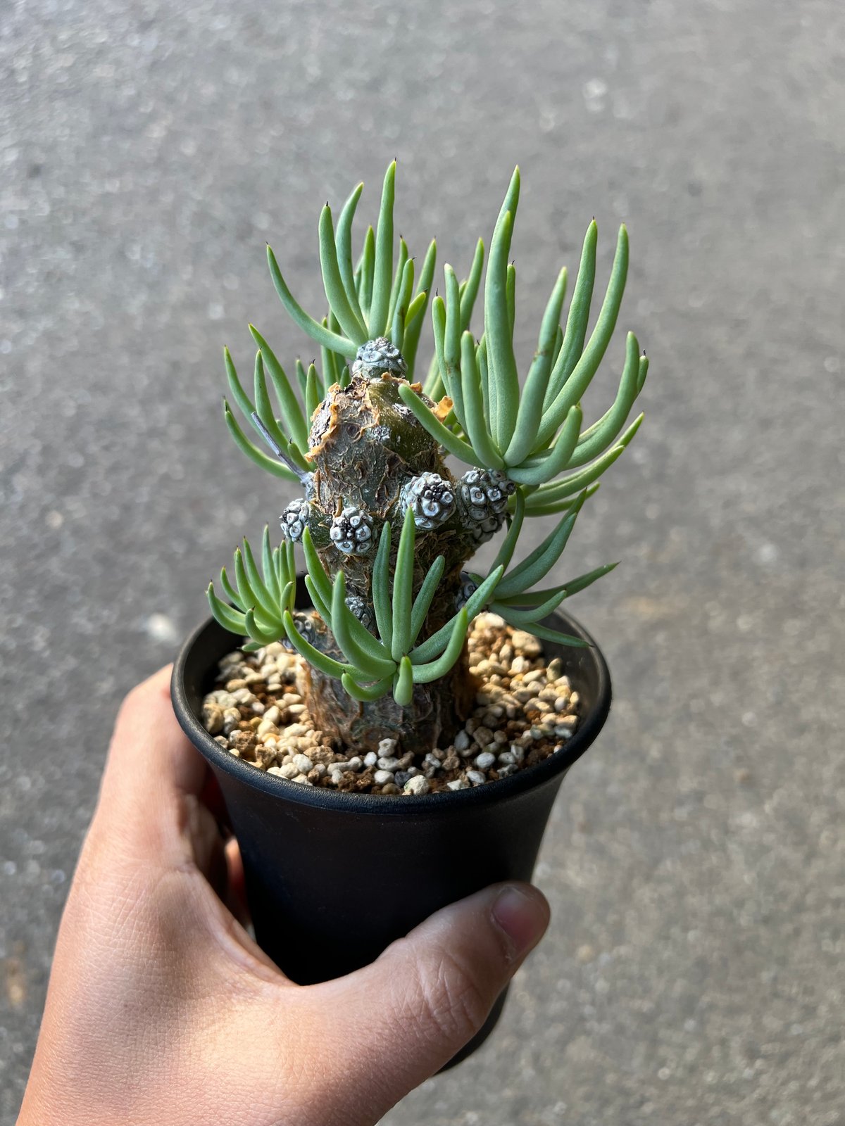 チレコドン ペアルソニー1 | STELLA.PLANTS