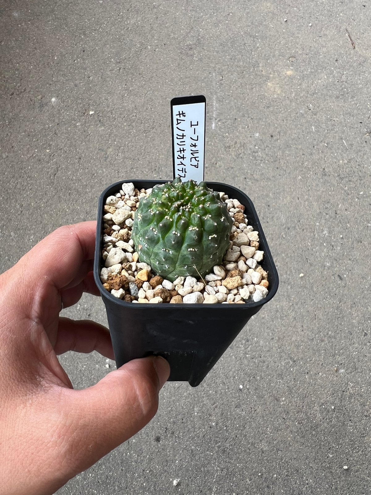 ユーフォルビア ギムノカリキオイデス1 | STELLA.PLANTS