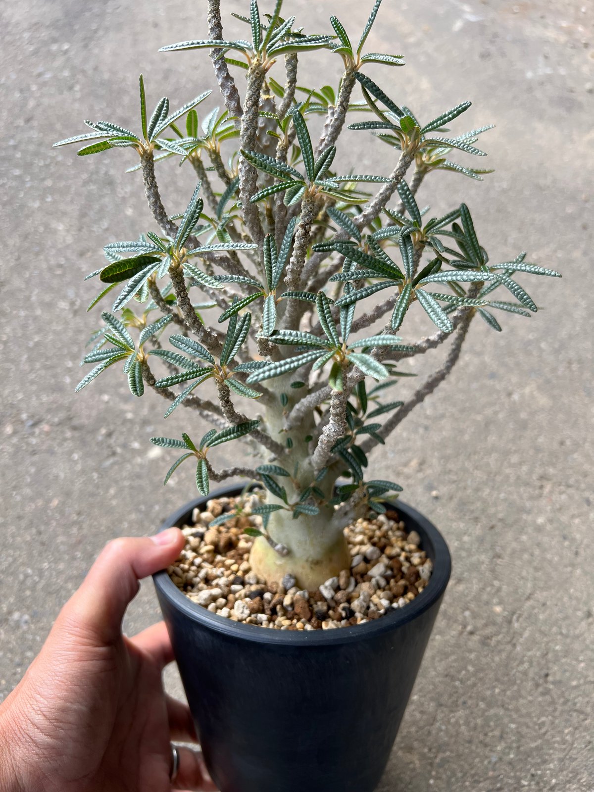 ドルステニア ギガス ブラータ | STELLA.PLANTS