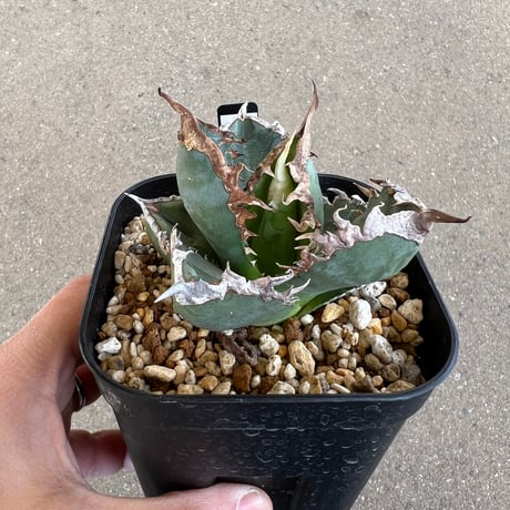 アガベチタノタ狼人 | STORES