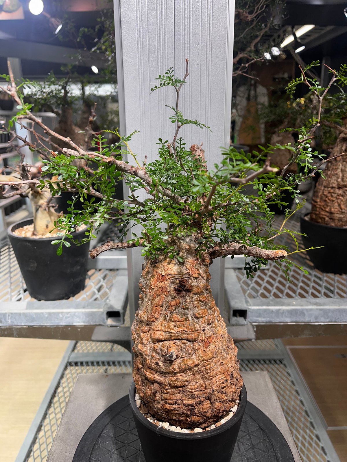 111101】発根済 オペルクリカリア パキプス | KANIK