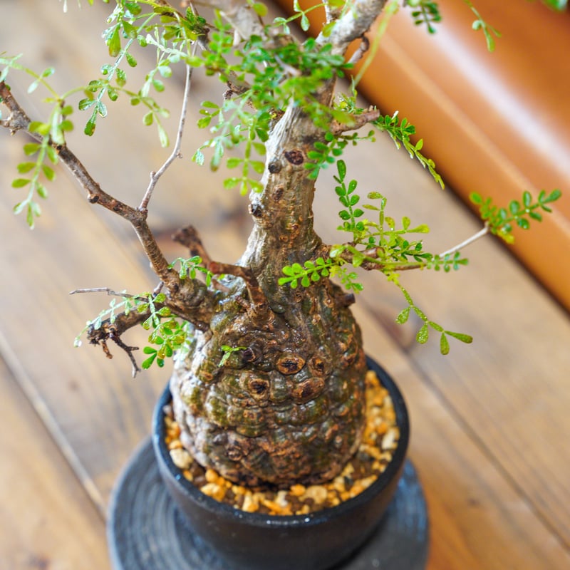 オペルクリカリア パキプス-OP26 | Supervoid Caudex