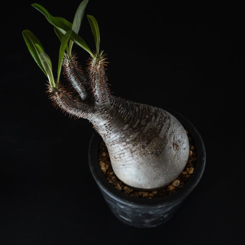 パキポディウム グラキリス-PG298 | Supervoid Caudex