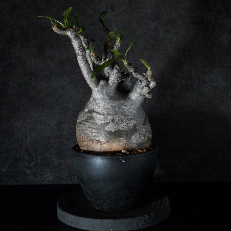 パキポディウム グラキリス-PG222 | Supervoid Caudex