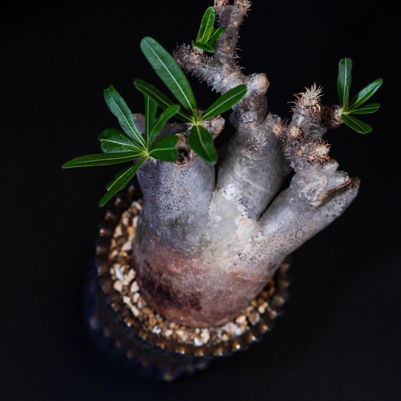 パキポディウム グラキリス-PG217/桑江良寿 歯車鉢4号鉢 | Supervoid