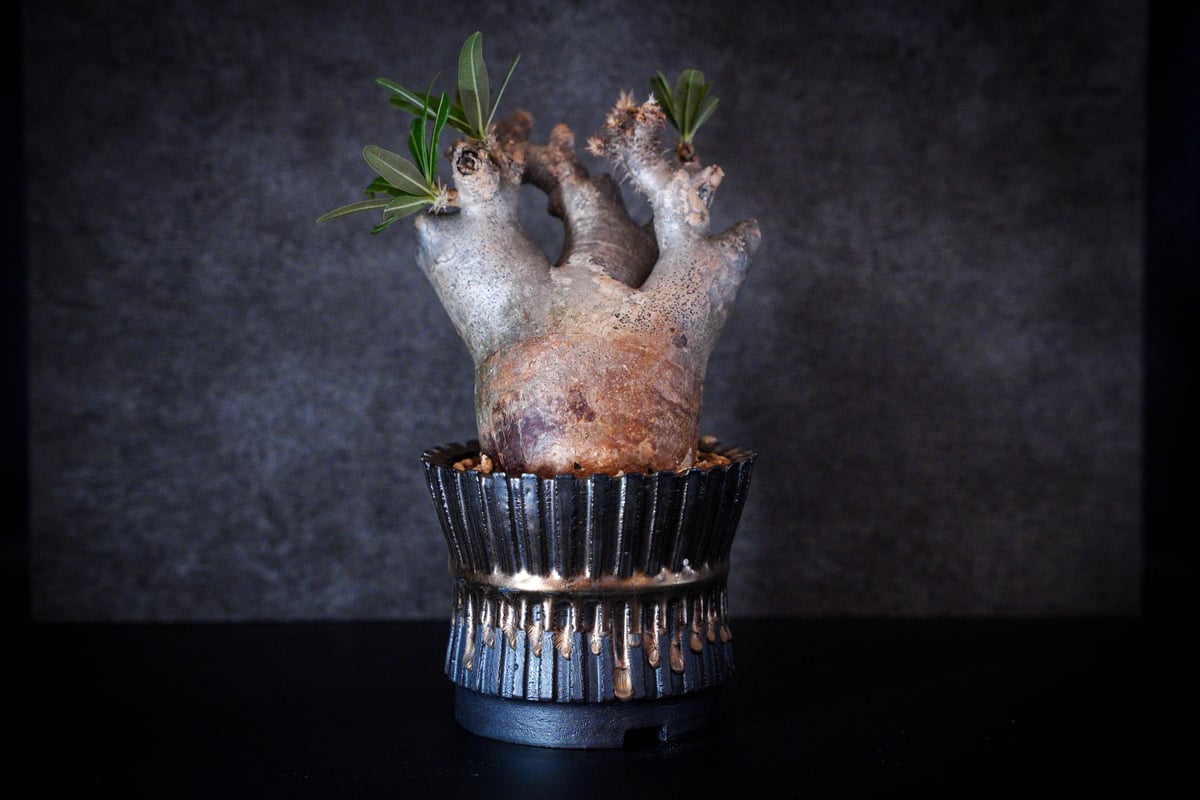 パキポディウム グラキリス-PG217/桑江良寿 歯車鉢4号鉢 | Supervoid