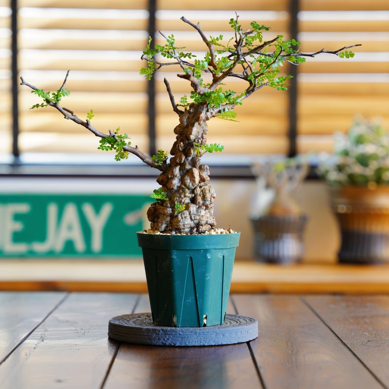 オペルクリカリア パキプス-OP45 | Supervoid Caudex