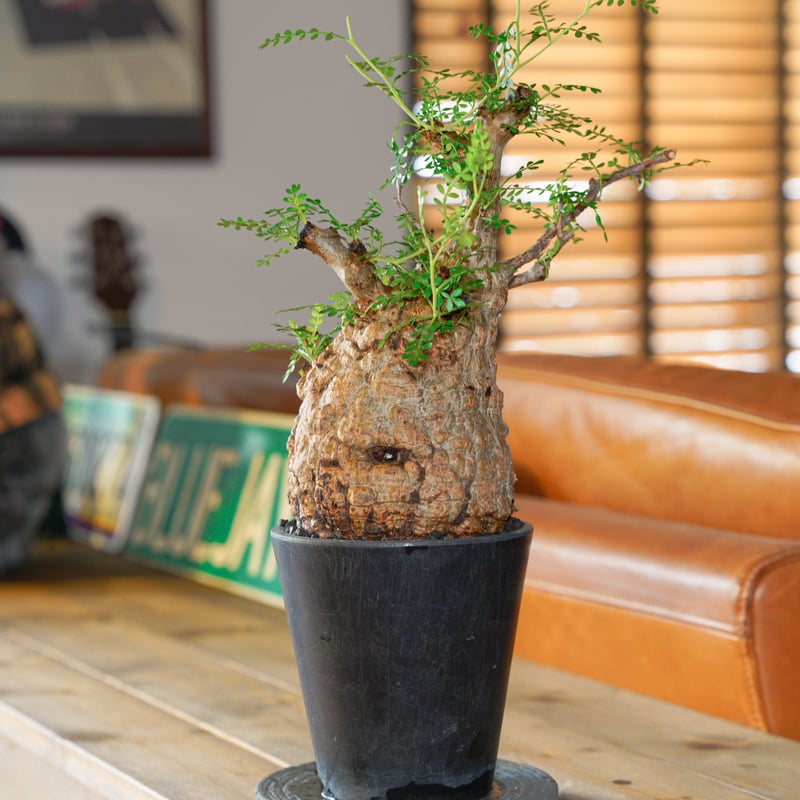 オペルクリカリア パキプス-OP29 | Supervoid Caudex