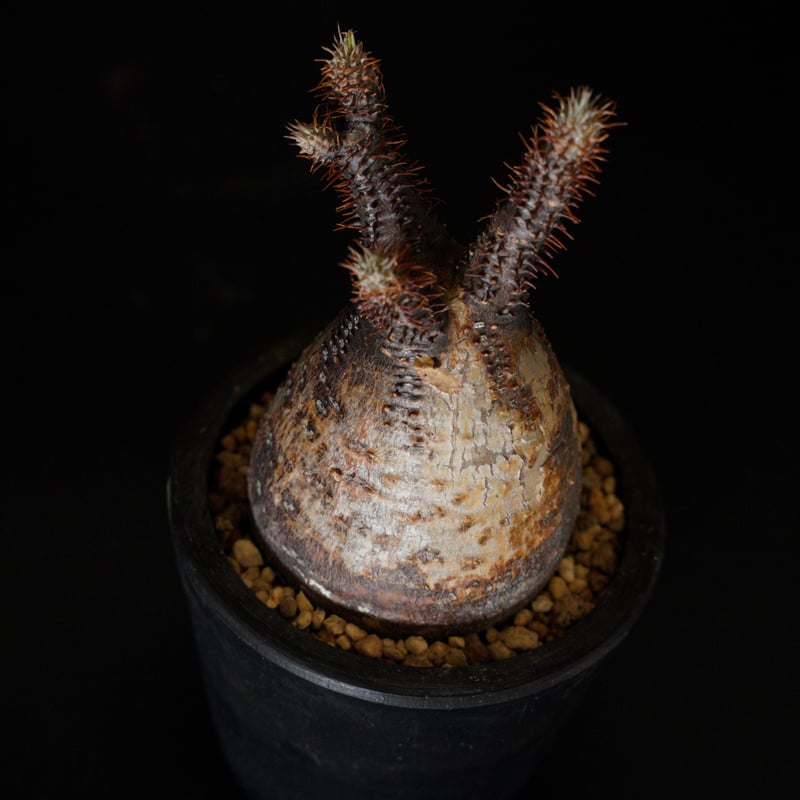 パキポディウム グラキリス-PG294 | Supervoid Caudex