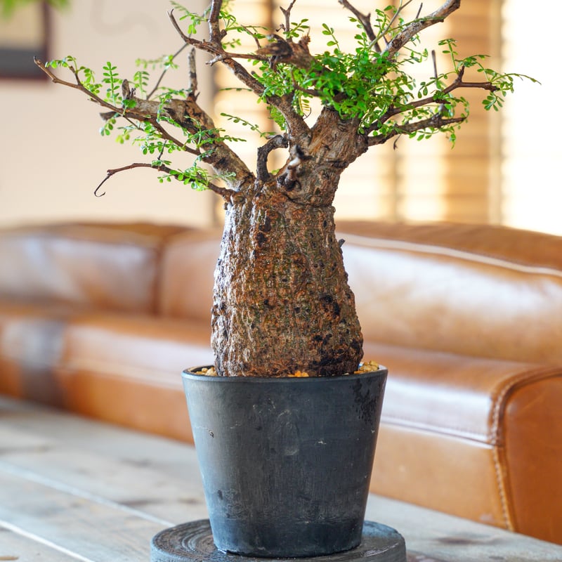 オペルクリカリア パキプス-OP35 | Supervoid Caudex