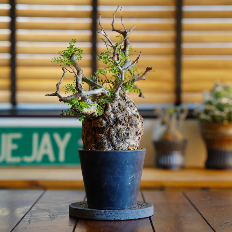 オペルクリカリア パキプス-OP52 | Supervoid Caudex