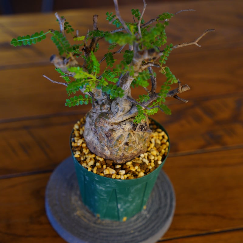 オペルクリカリア パキプス-OP43 | Supervoid Caudex