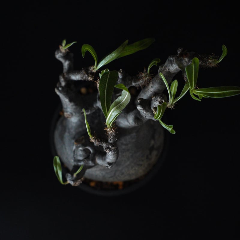 パキポディウム グラキリス-PG222 | Supervoid Caudex