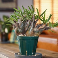 パキポディウム グラキリス-PG294 | Supervoid Caudex