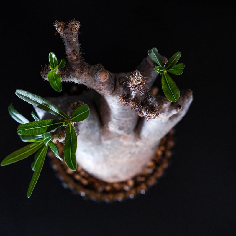 パキポディウム グラキリス-PG217/桑江良寿 歯車鉢4号鉢 | Supervoid