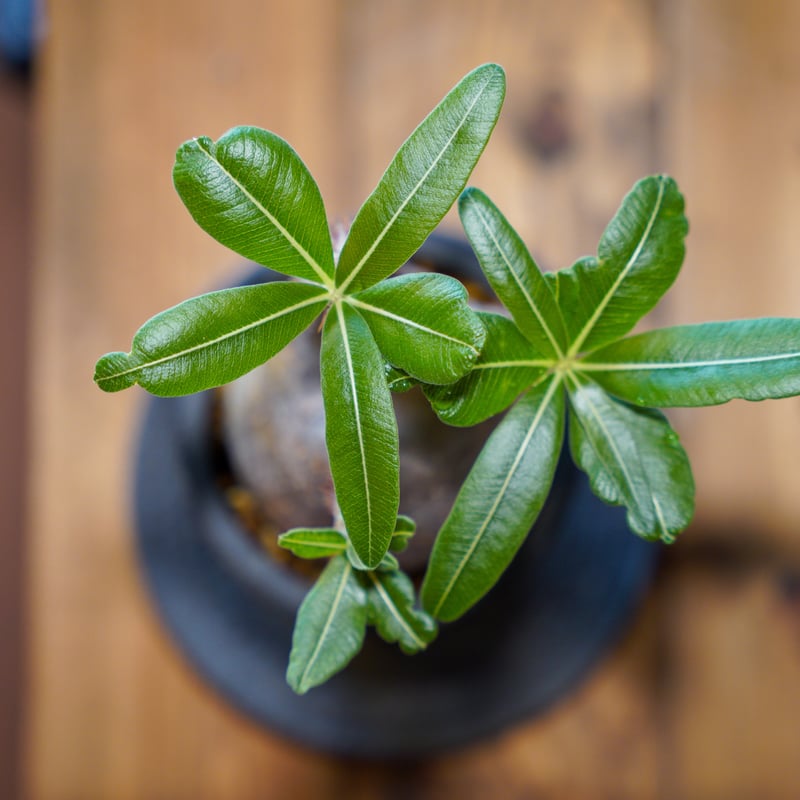 パキポディウム グラキリス-PG269 | Supervoid Caudex