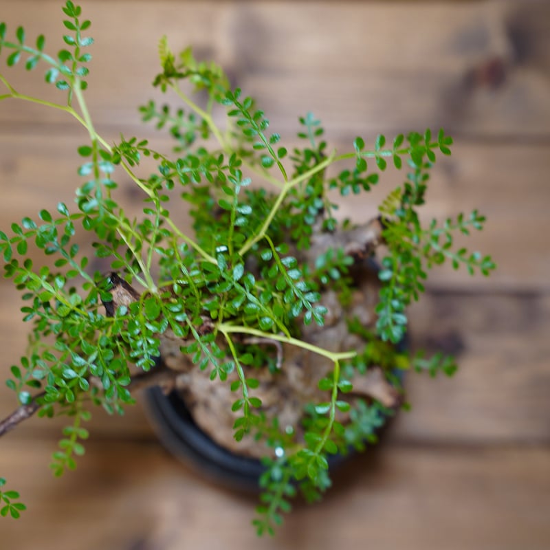 オペルクリカリア パキプス-OP29 | Supervoid Caudex