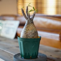 パキポディウム グラキリス-PG285 | Supervoid Caudex