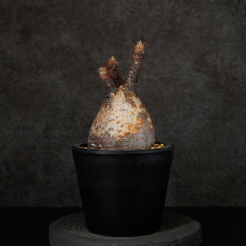 パキポディウム グラキリス-PG294 | Supervoid Caudex