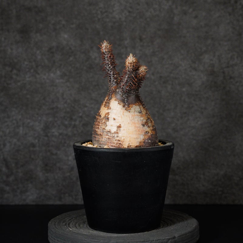 パキポディウム グラキリス-PG294 | Supervoid Caudex