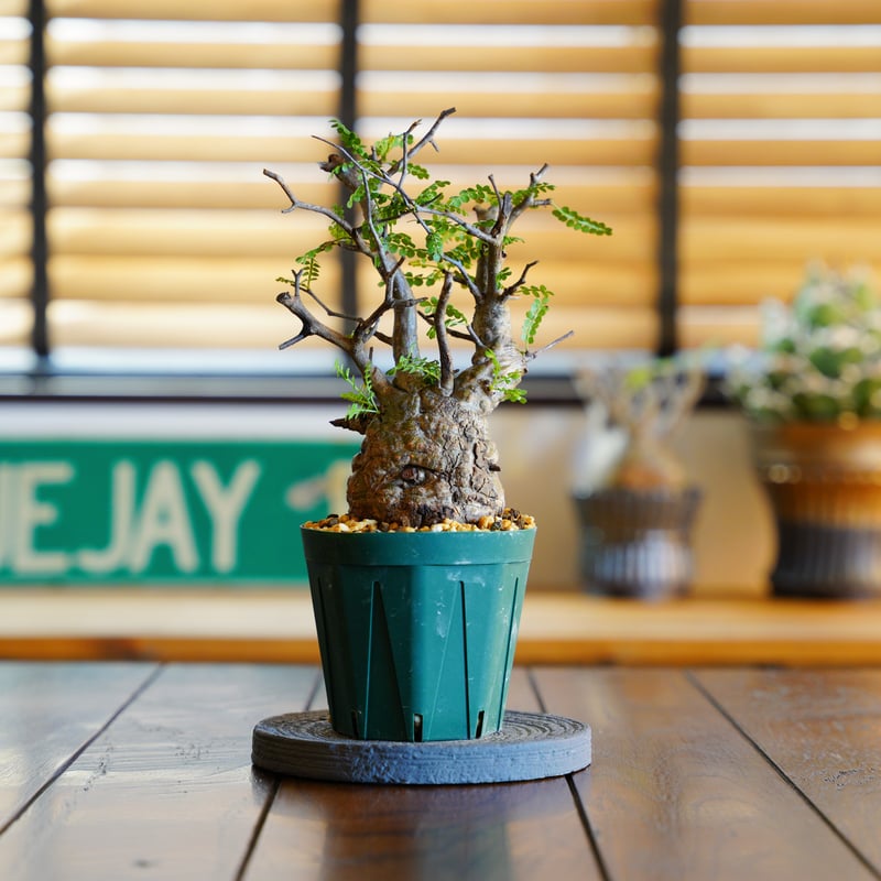 オペルクリカリア パキプス-OP43 | Supervoid Caudex