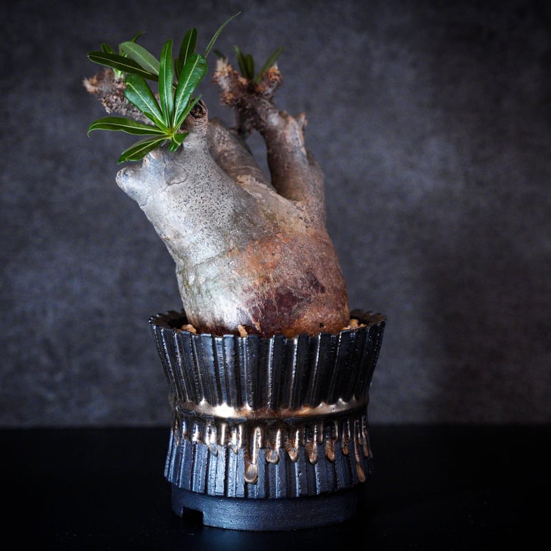 パキポディウム グラキリス-PG217/桑江良寿 歯車鉢4号鉢 | Supervoid